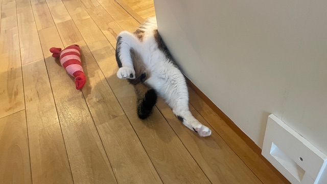 猫も暑い